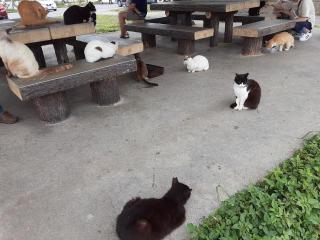 奥武島猫、芭蕉布猫、名護猫