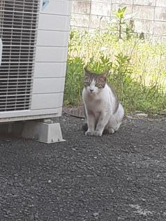 摜(240x320)Eg摜(480x640)
