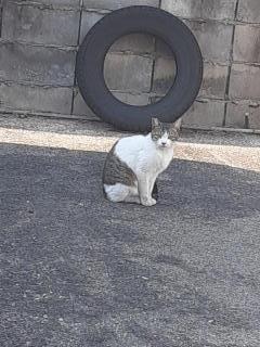 摜(240x320)Eg摜(480x640)