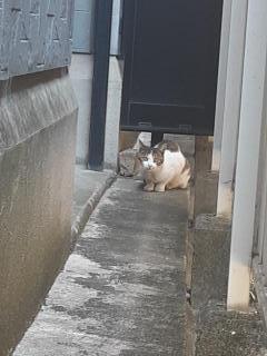 摜(240x320)Eg摜(480x640)