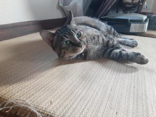 摜(320x240)Eg摜(640x480)