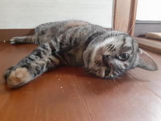 摜(320x240)Eg摜(640x480)