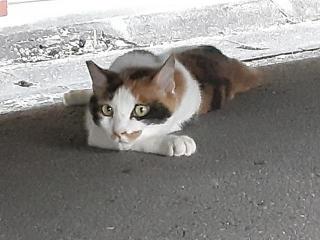 摜(320x240)Eg摜(640x480)