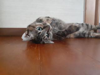摜(320x240)Eg摜(640x480)