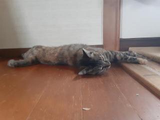 摜(320x240)Eg摜(640x480)