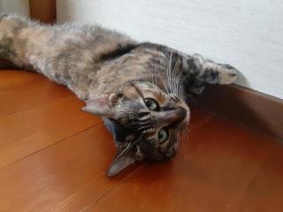 摜(320x240)Eg摜(640x480)