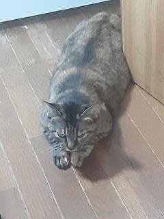 摜(240x320)Eg摜(480x640)