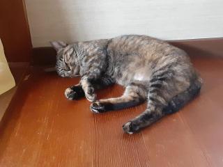 摜(320x240)Eg摜(640x480)