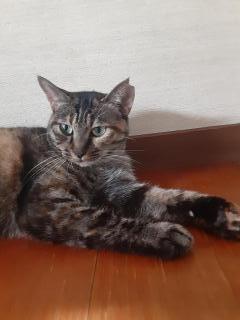 摜(240x320)Eg摜(480x640)