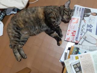 摜(320x240)Eg摜(640x480)