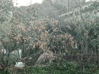 画像(320x240)・拡大画像(640x480)