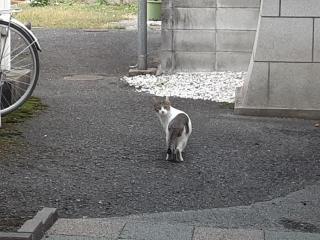 画像(320x240)・拡大画像(640x480)