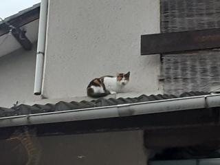 摜(320x240)Eg摜(640x480)