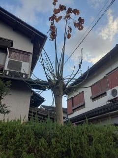 摜(240x320)Eg摜(480x640)