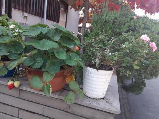 画像(320x240)・拡大画像(640x480)