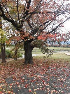 摜(240x320)Eg摜(480x640)