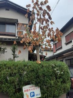 摜(240x320)Eg摜(480x640)