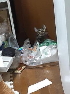 摜(240x320)Eg摜(480x640)