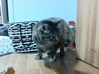 画像(320x241)・拡大画像(640x483)