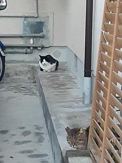 摜(240x320)Eg摜(480x640)