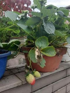 摜(240x320)Eg摜(480x640)