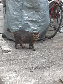 摜(240x320)Eg摜(480x640)