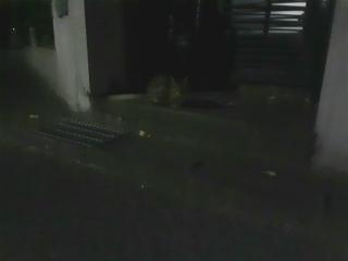 画像(320x240)・拡大画像(640x480)