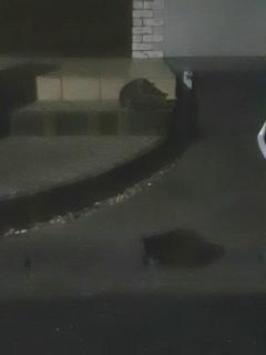 画像(240x320)・拡大画像(480x640)