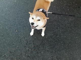 摜(320x240)Eg摜(640x480)