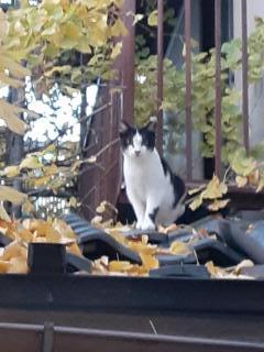 摜(240x320)Eg摜(480x640)