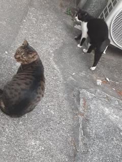 摜(240x320)Eg摜(480x640)