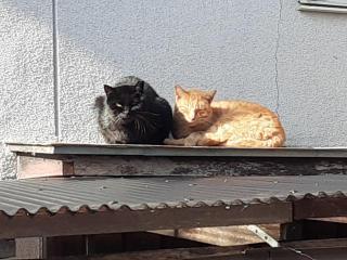 画像(320x240)・拡大画像(640x480)