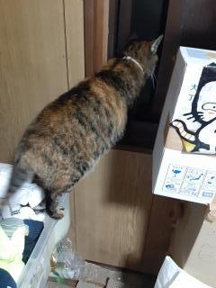 �摜(240x320)�E�g��摜(480x640)