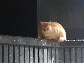 画像(320x240)・拡大画像(640x480)