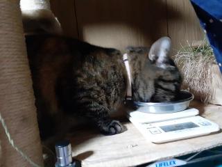 �摜(320x240)�E�g��摜(640x480)