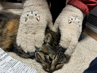 画像(320x240)・拡大画像(640x480)