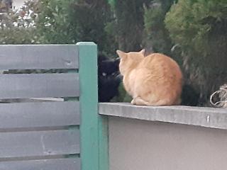 画像(320x240)・拡大画像(640x480)