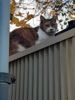 摜(240x320)Eg摜(480x640)