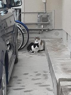 摜(240x320)Eg摜(480x640)