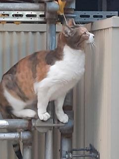 摜(240x320)Eg摜(480x640)