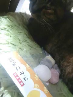 摜(240x320)Eg摜(480x640)