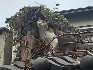 画像(320x240)・拡大画像(640x480)