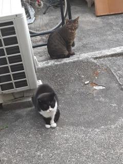 摜(240x320)Eg摜(480x640)