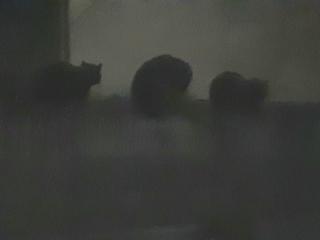 �摜(320x240)�E�g��摜(640x480)