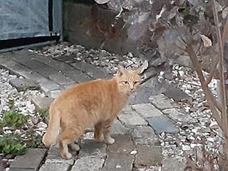 画像(320x240)・拡大画像(640x480)