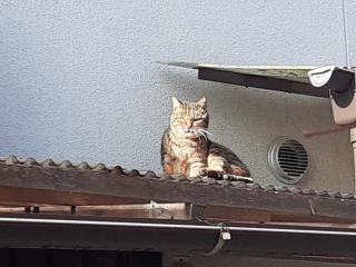 画像(320x240)・拡大画像(640x480)