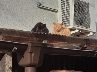 �摜(320x240)�E�g��摜(640x480)