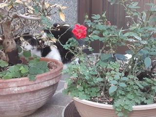 �摜(320x240)�E�g��摜(640x480)