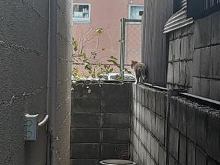 画像(320x240)・拡大画像(640x480)