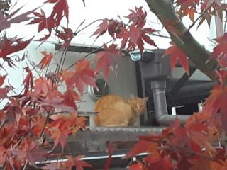 摜(320x240)Eg摜(640x480)